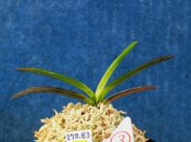 kinbotan110824-3.JPG