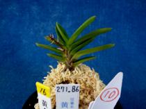 koganemaru110824-10.JPG