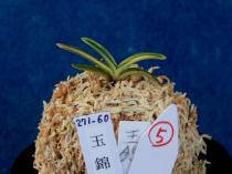 tamanisiki110824-5.JPG