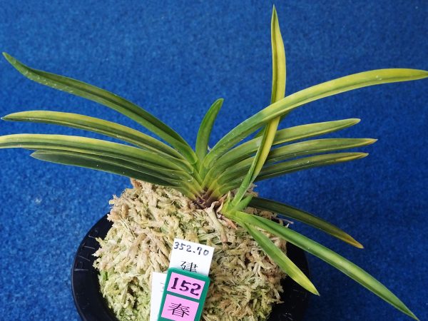 【とみまつ】富貴蘭　「建国殿」！ 富貴蘭 建国殿 けんこくでん 1本立 T138 フウキラン フウラン 送料無料