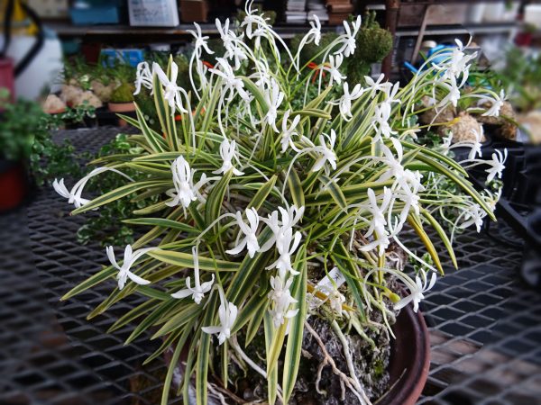 風蘭の花咲く季節 有限会社 岡部園芸