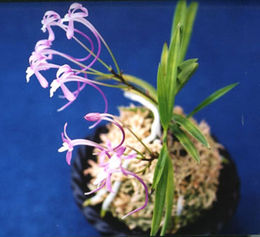 furan-nisigahara.jpg