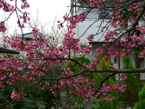 hikansakura100301-1.JPG