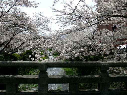 sakura-itinosaka100402-1.JPG