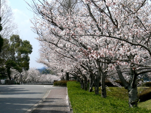 sakura09isin3.JPG