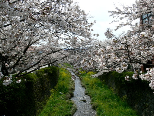 sakura09itinosaka2.JPG